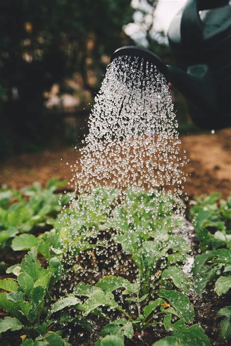 水澆太多怎麼辦|如何拯救澆水過多的植物？